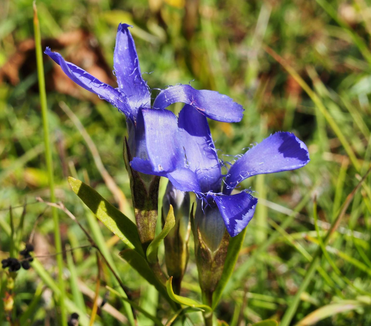 Gentian, Fringed